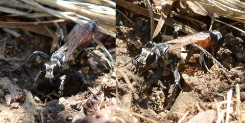 Réf. 212 614 : Prionyx lividocinctus